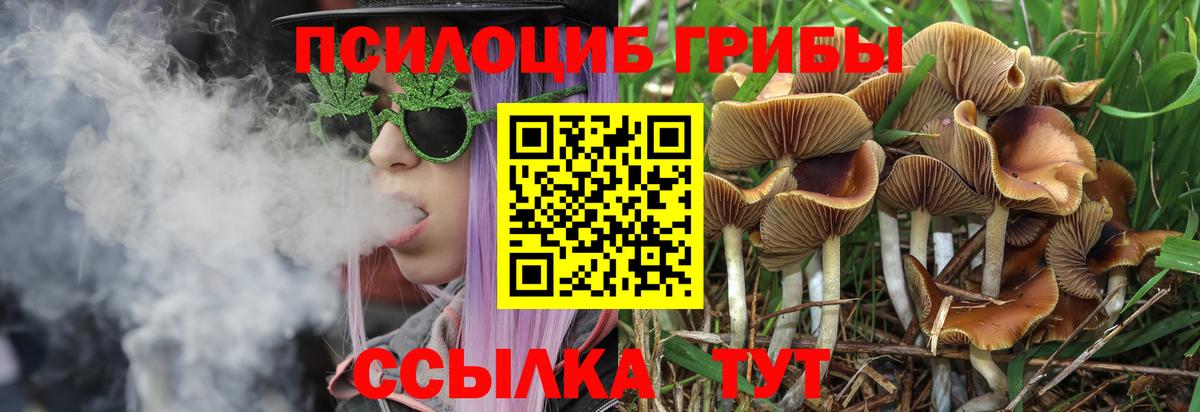 Псилоцибиновые грибы мицелий Кудрово